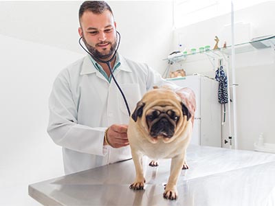 Na Clinvet você encontra o que há de melhor para manter a saúde do seu querido animal de estimação Atendimento especializado