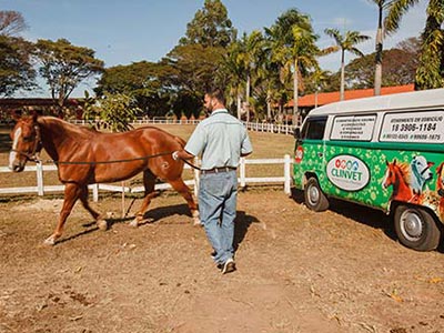 Atendemos cavalos e animais de grande porte Atendimento de animais de grande porte