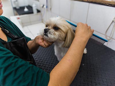 Banho e tosa em cães Banho e tosa