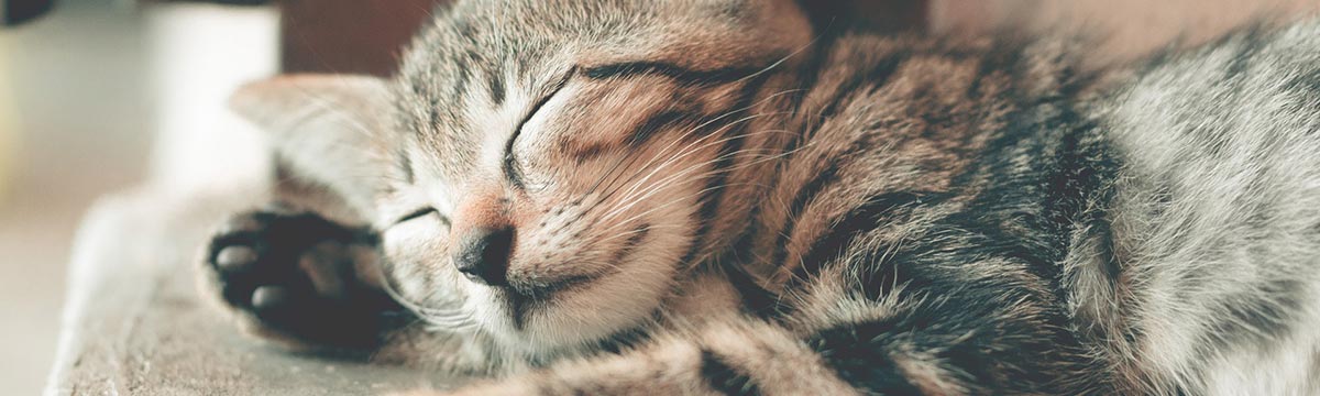Atendimento veterinário para cães, gatos e outros animais Gato