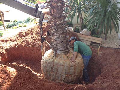 Plantas em geral Equipe especializada