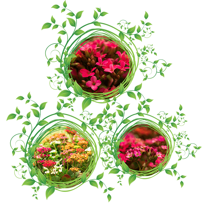 Flores para decoração Flores para decoração