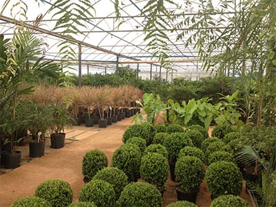 Plantas ornamentais Plantas ornamentais