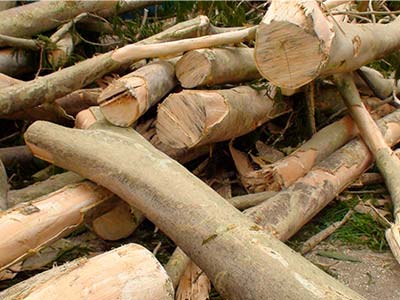 Remoção de galhos e sobras de poda e jardinagem Sobras de pda