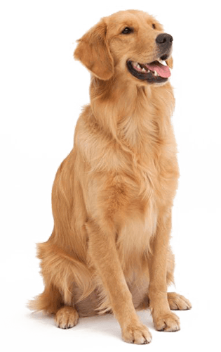 Ração para cães de diversas raças Cachorro
