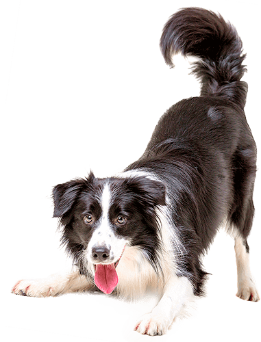 Produtos para filhotes e adultos Acessórios pet