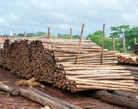 Secagem do Eucalipto para Tratamento Secagem do Eucalipto para Tratamento