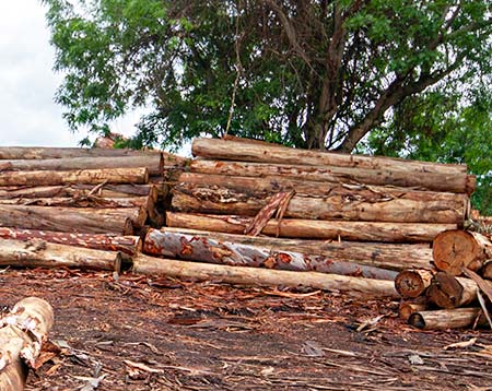 Toras de Eucalipto Toras de Eucalipto