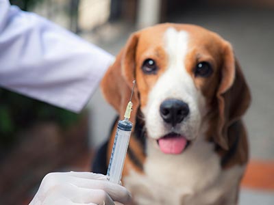 Aplicação de vacinas em cães e gatos Cão sendo vacinado