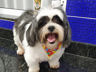Banho e tosa em cães de diversas raças Cãozinho depois do banho