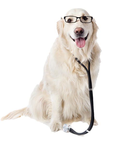 Atendimento veterinário especializado em oftamologia Cão com um estetoscópio na boca