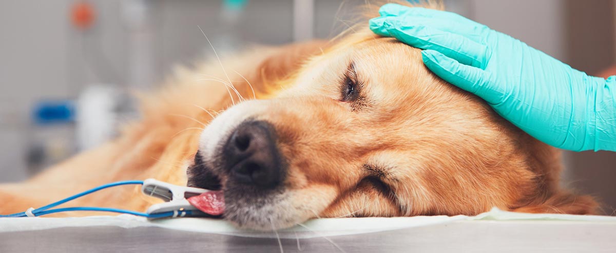 Oferecemos um atendimento veterinário de qualidade Cão sob cuidados veterinários