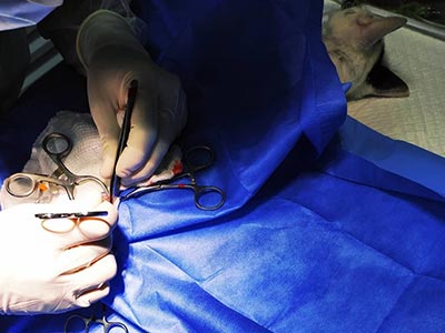 Cirurgias veterinárias Gato sendo operado