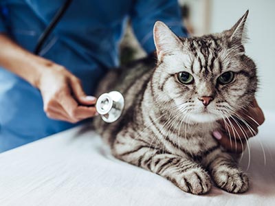 Realização de consultas veterinárias Gato sendo examinado