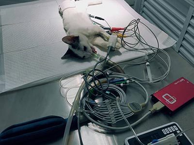 Realização de diversos procedimentos veterinários Gato passando por um procedimento veterinário na maca