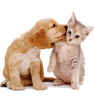 cachorro e gato cachorro e gato