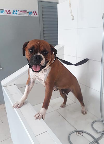 banho banho