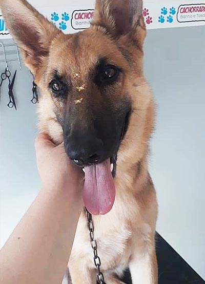 cão de grande porte cão de grande porte