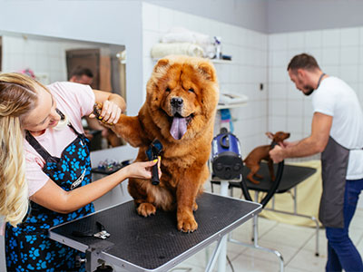 Serviço de banho e tosa para o seu cãozinho ou gato Serviço de banho e tosa para o seu cãozinho ou gato
