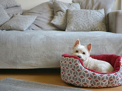 Camas Pets Camas Pets