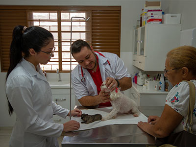Consulta Veterinária Consulta Veterinária