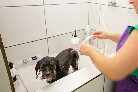 Banho em cães Banho em cães