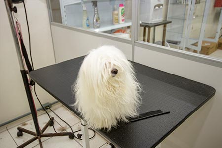 Tosa em cães Tosa em cães