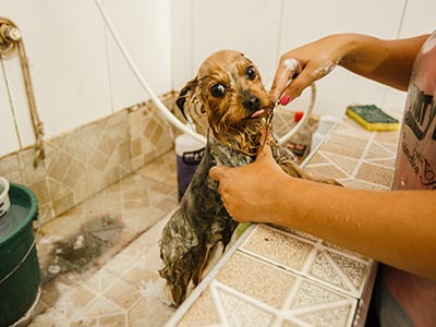Banho m cães de diversos portes Banho em cães e gatos
