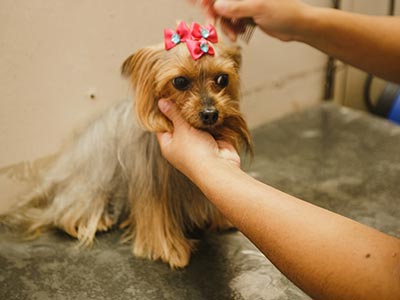 Tosa da raça e tosa higiênica Tosa em cães