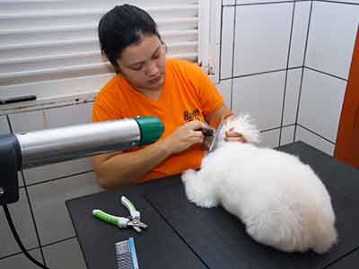 higienização pet higienização pet