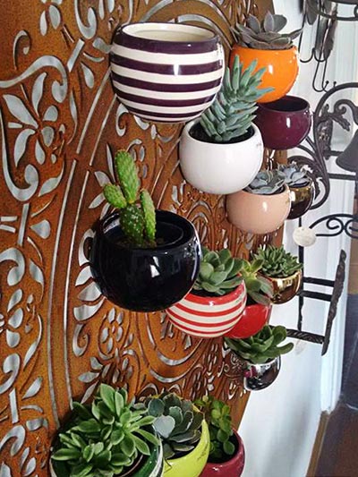 Suculentas e cactos Suculentas e cactos