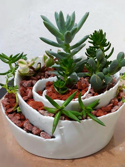 Cactos Cactos