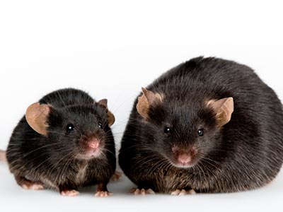 Desratização Extermínio de ratos