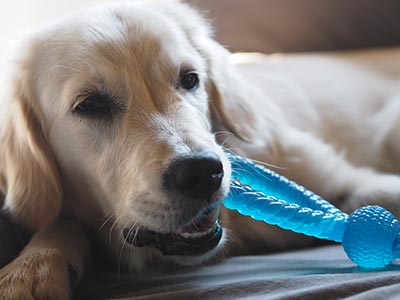 Mordedores e brinquedos para pets Cão brincando com o mordedor