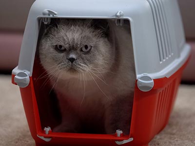 Caixas de transporte para animais pequenos Gato na caixa de transporte