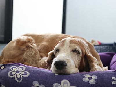 Camas e almofadas para cães e gatos Cão na caminha