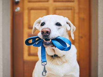 Peitorais, coleiras e guias de passeio Cão com a guia de passeio na boca