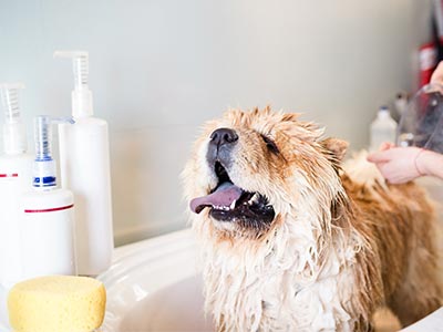 Produtos de higiene e de limpeza Cão tomando banho