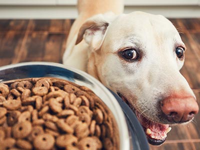 Rações das mais diversas marcas e sabores Tigela com ração
