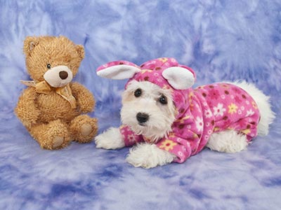 Roupas e acessórios para cães Cãozinho com roupa