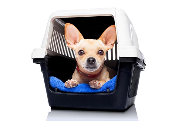 Serviço de táxi dog Cão na caixa de transporte