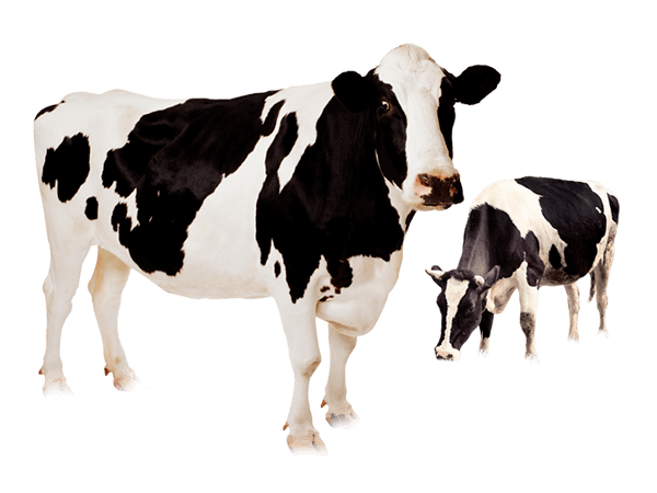 Vacas Vacas