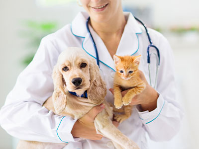 Supervisão de Médica Veterinária Supervisão de Médica Veterinária