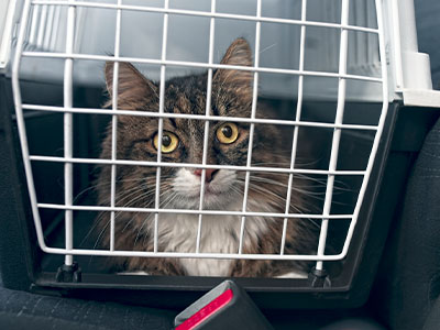 Taxi Pet Taxi Pet