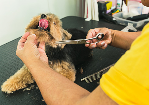 Serviço de banho e tosa Cão sendo tosado