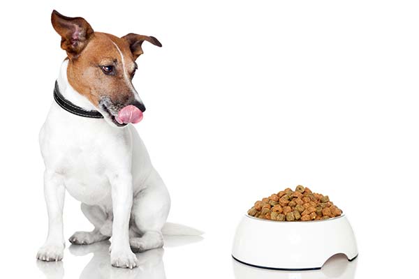 As melhores rações para cães e gatos Cão ao lado da vasilha de ração