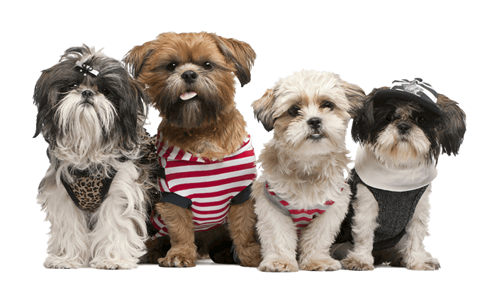 Grande variedade em artigos para pet Cães com roupinhas