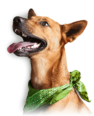 Atendimento veterinário de qualidade Cachorro