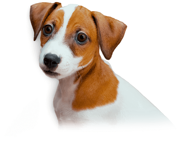 Adquira seu filhote conosco Cão filhote com a lingua para fora