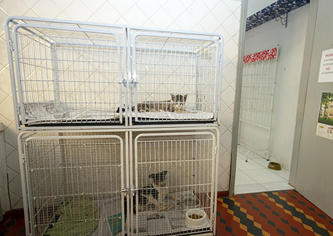Internação de animais Internação de animais